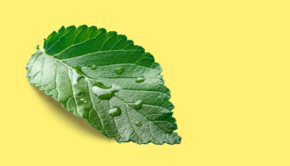 kratom near me