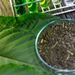 How to Transform Your Life with Indo Kratom