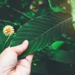What is Indo Kratom and is it Right for You?