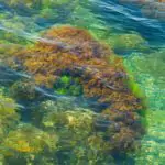 The Complete Guide to Sea Moss