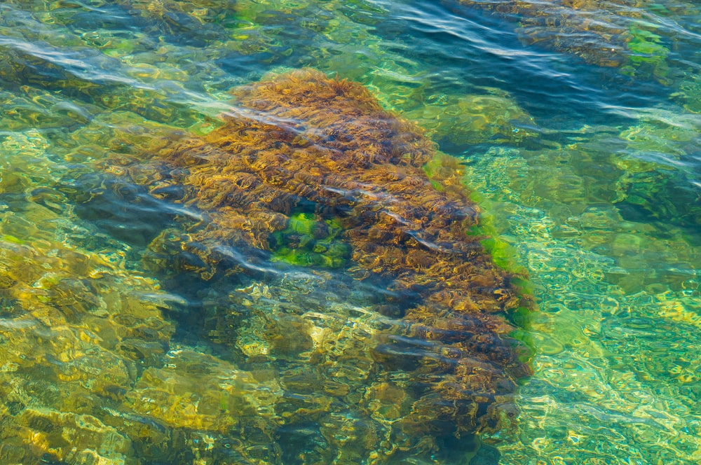 sea moss