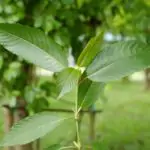 White Indo Kratom: Complete Review of Effects, Dosage and More