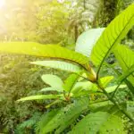 5 Kratom Effects You Can’t Live Without