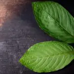 Red Malay Kratom Review: How to Manage Your Pain Fast