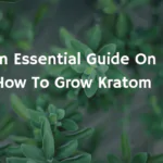 How to Grow Kratom: An Essential Guide [+Tips]