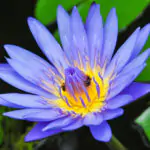 Blue Lotus Extract: The Complete Guide