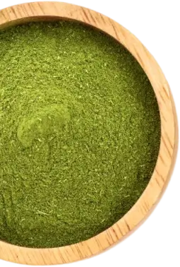 kratom-mitragyna-speciosa